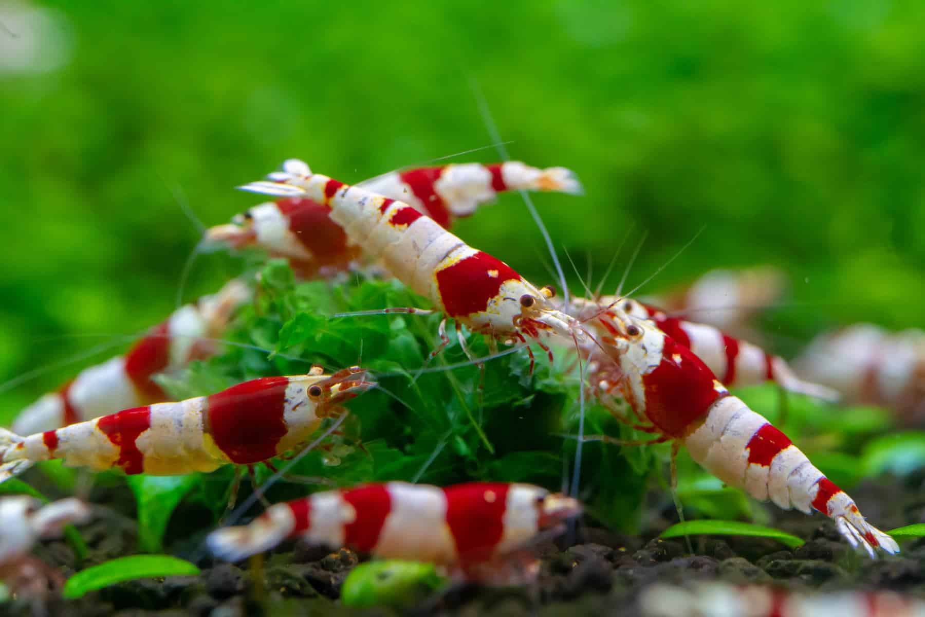 Kırmızı Kristal Karides 1-1,2cm (10 Adet)
