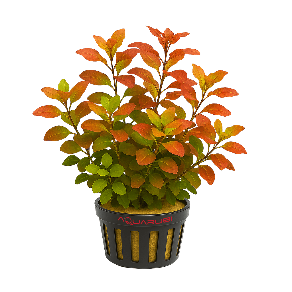 Ludwigia Repens