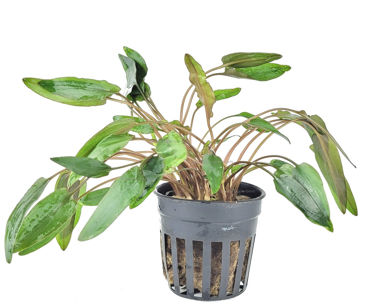Cryptocoryne Wendtii 'Mi Oya'