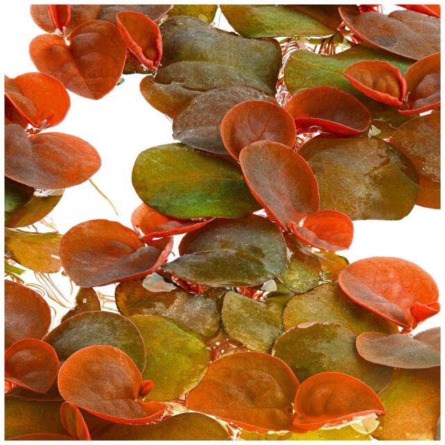 Phyllanthus Fluitans Red Root Floater Cup