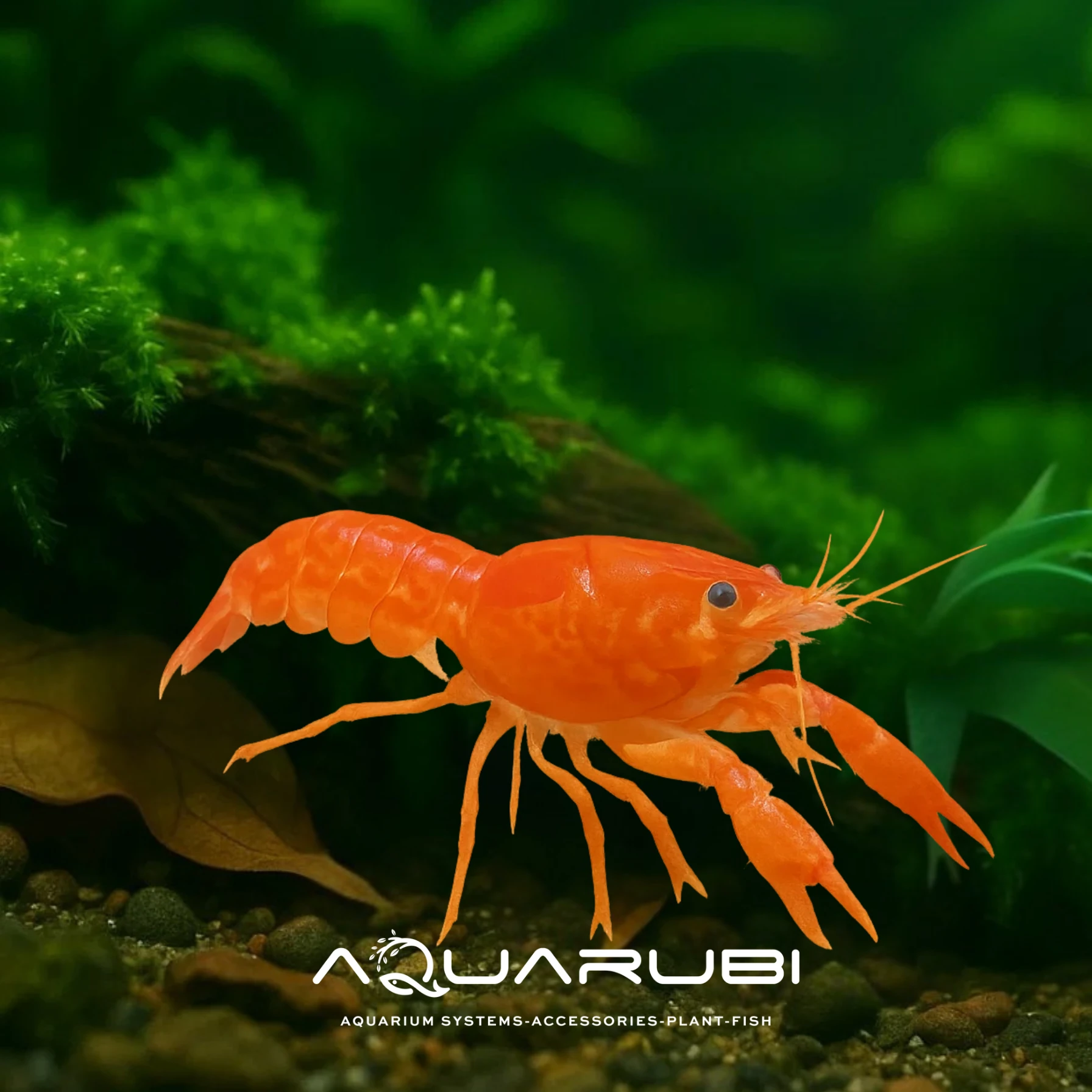 Meksika Cüce Kereviti 2-3 cm