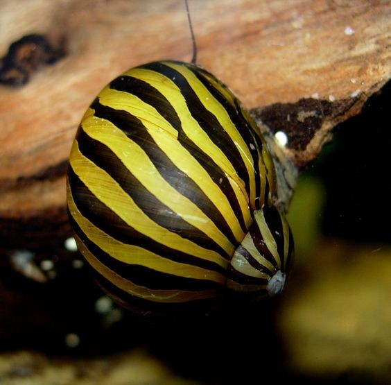 Zebra Nerite Salyangoz (5 adet)