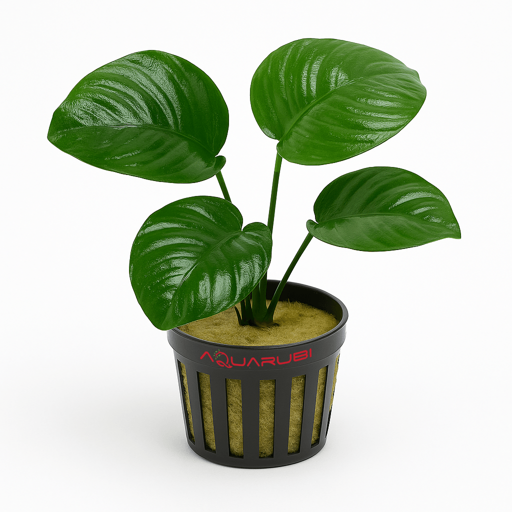 Anubias Barteri Broad Leaf -L-