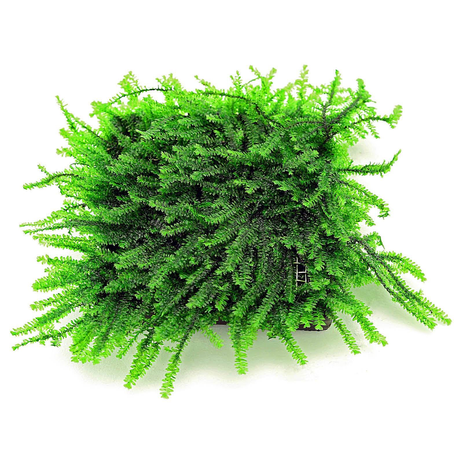Pilo Moss (Pilotrichaceae sp.)