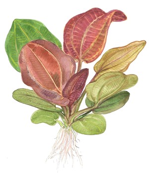 Echinodorus 'Reni' Saksı