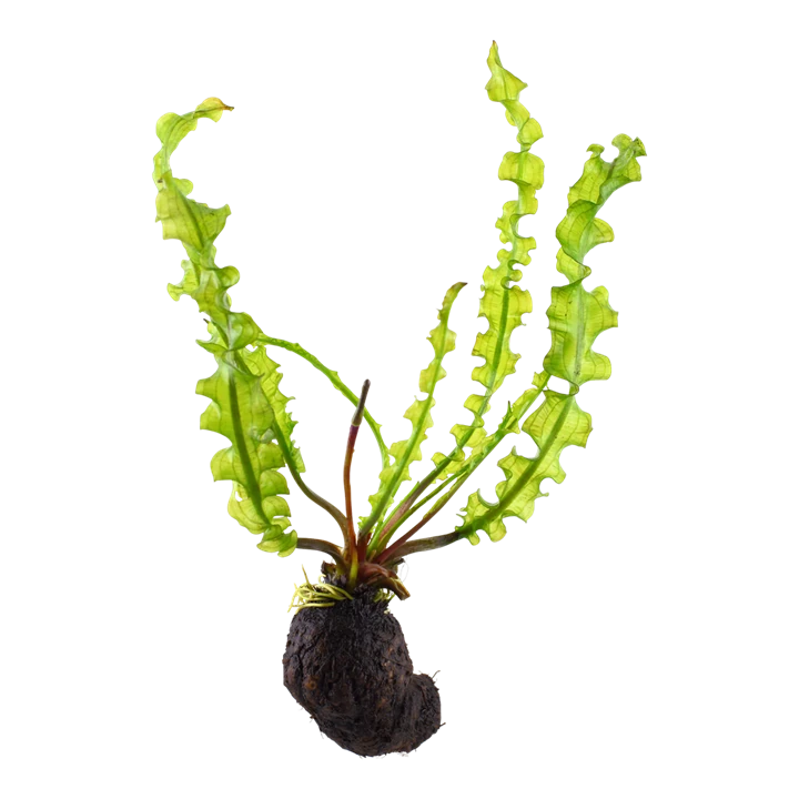 Aponogeton Capuronii