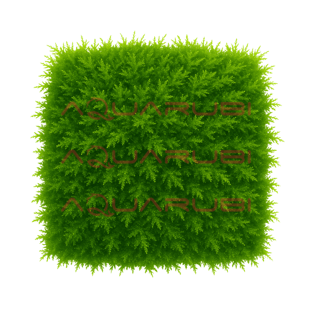 Mini Christmass Moss