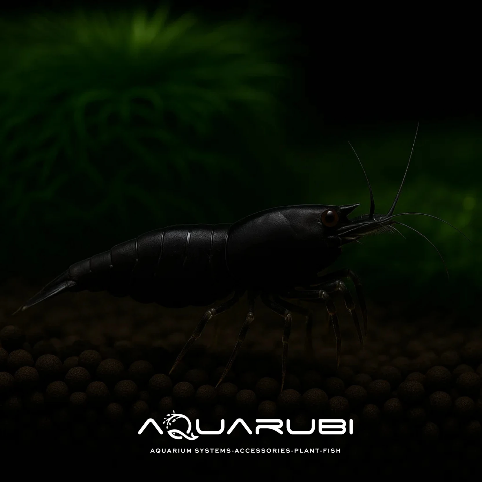 Siyah Gül Karides 1-1,5 cm 10'lu koloni