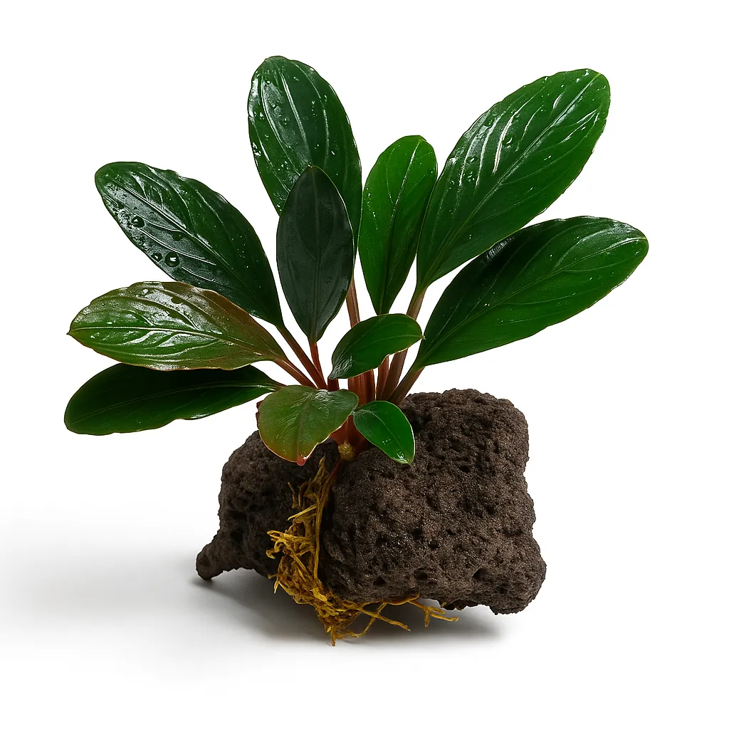 Bucephalandra Green Skeleton King - Green Achilles