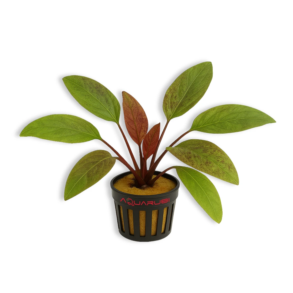 Echinodorus Red Mystery