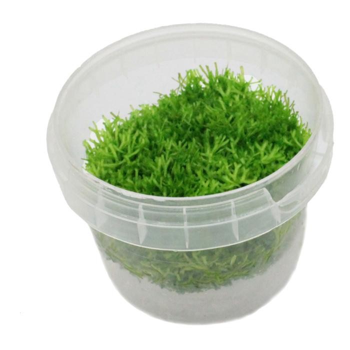 Riccia Fluitans T/C [Small] CUP