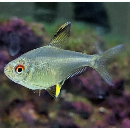Limon Tetra (10 Adet)