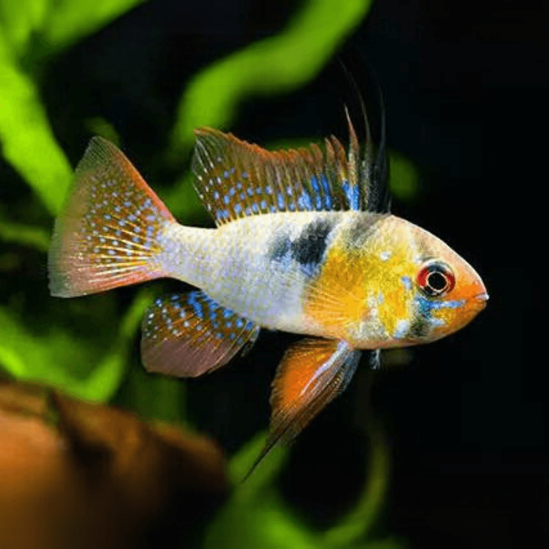 Mikrogeophagus Ramirezi - 4 Adet