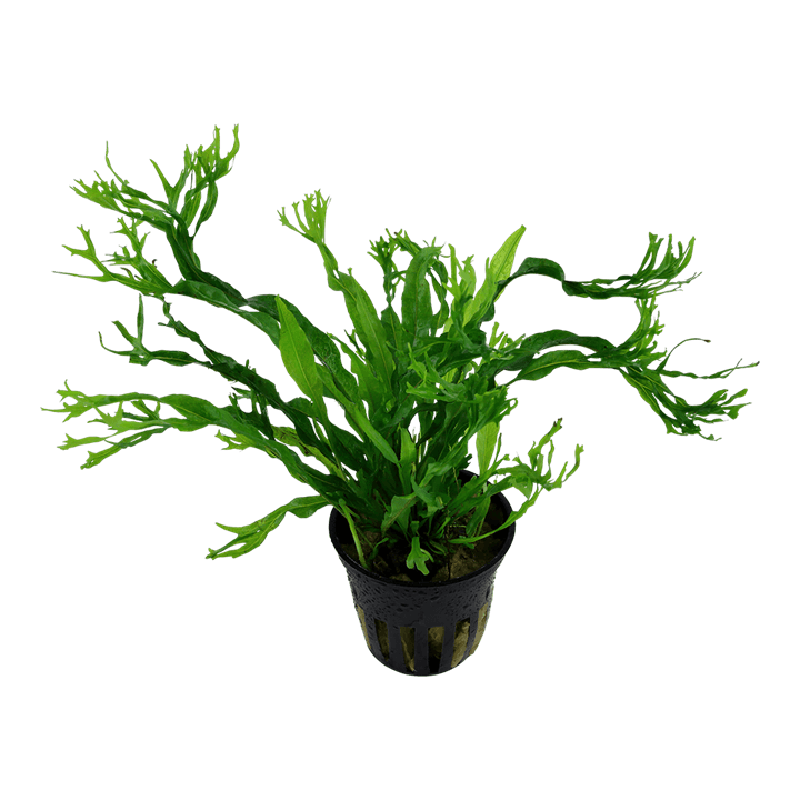 Microsorium Pteropus Windelow on nano wood
