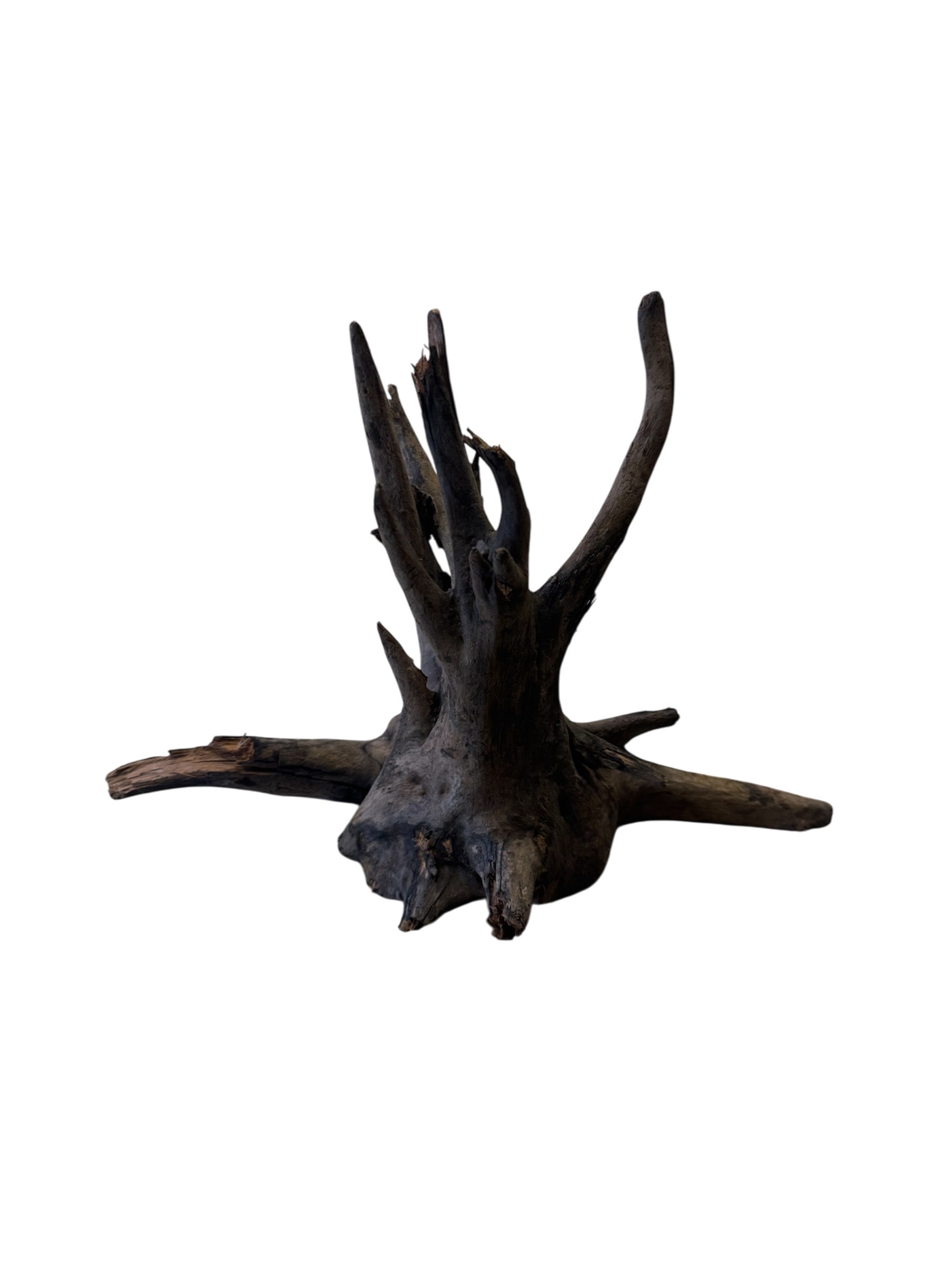 Tree Root Wood 20-30cm