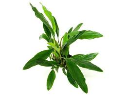 Homalomena Sp Sekadau South