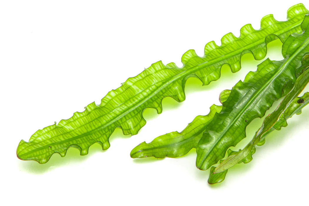 Aponogeton Longiplumulosus