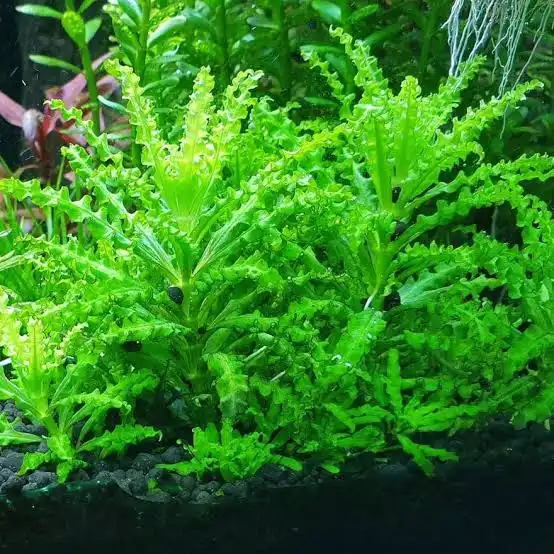 Pogostemon Helferi (Lav Kayası)