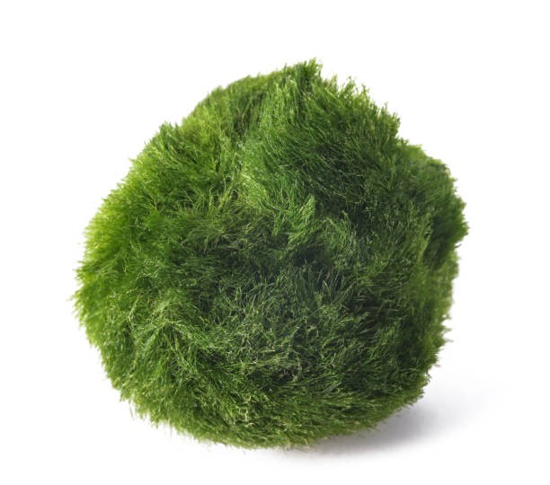 Cladophora Aegagropila (Moss Ball) 3-4Cm