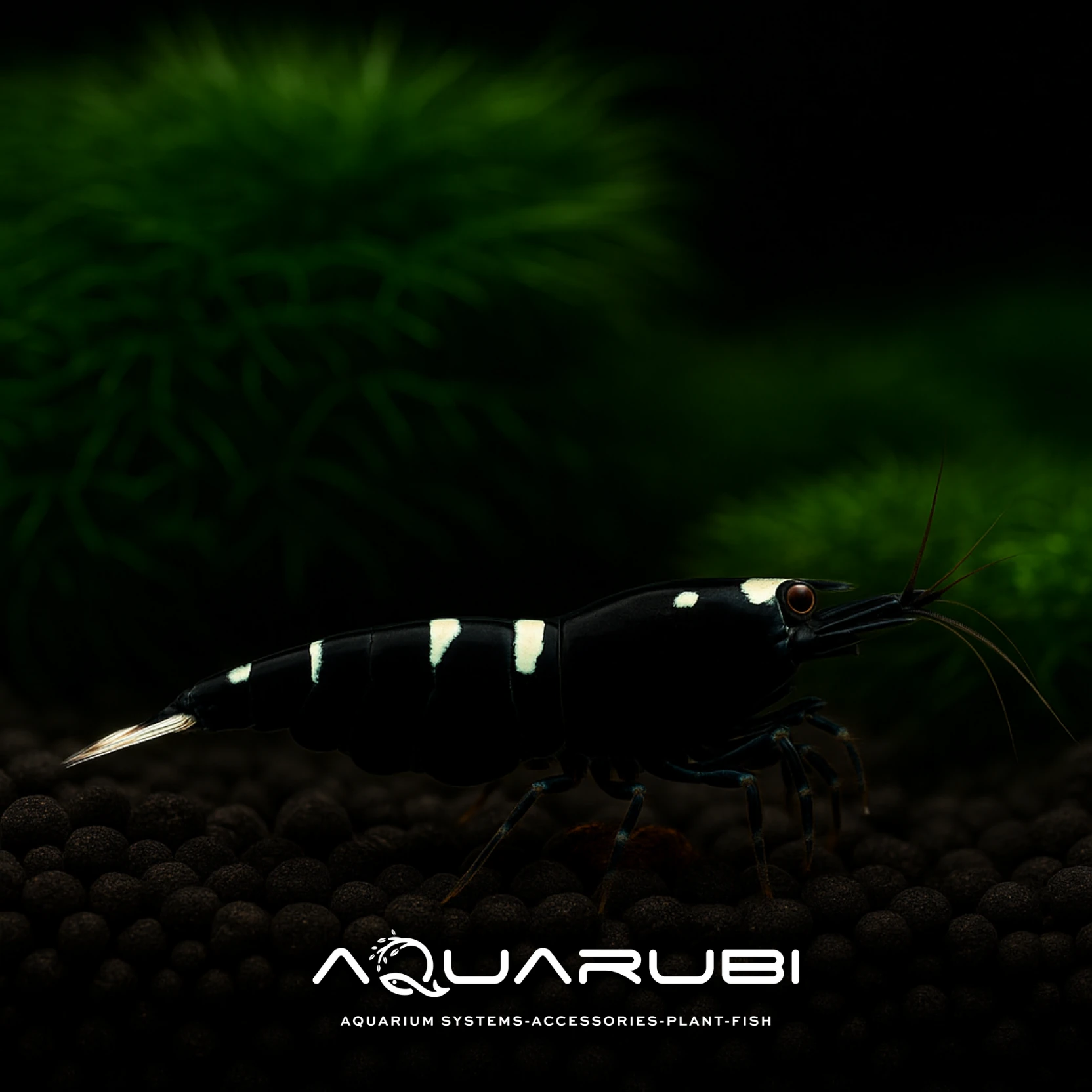 Taiwan Bee Kingkong 1-1,2 cm