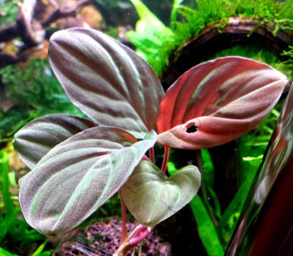 Homalomena Sp. Red