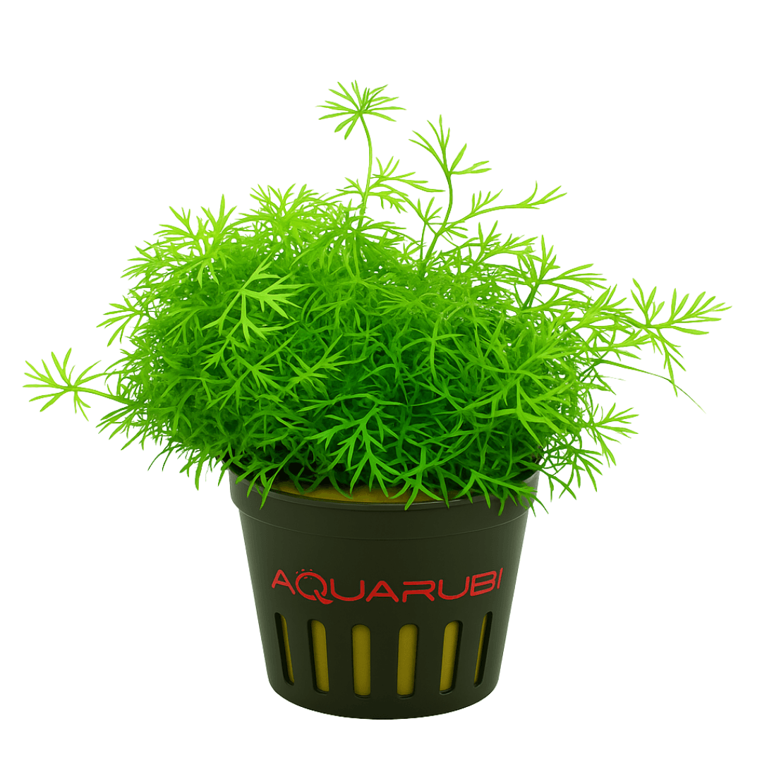 Ranunculus Inundatus