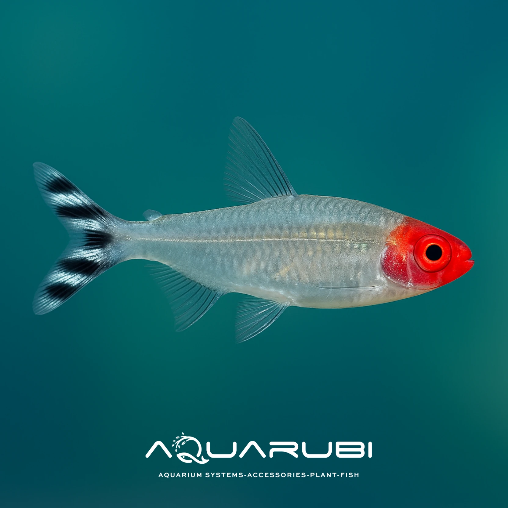 Kırmızı Burun Tetra (10 Adet)