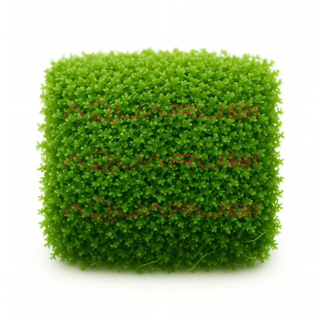 Mini Pellia Moss (Riccardia Chamedryfolia)