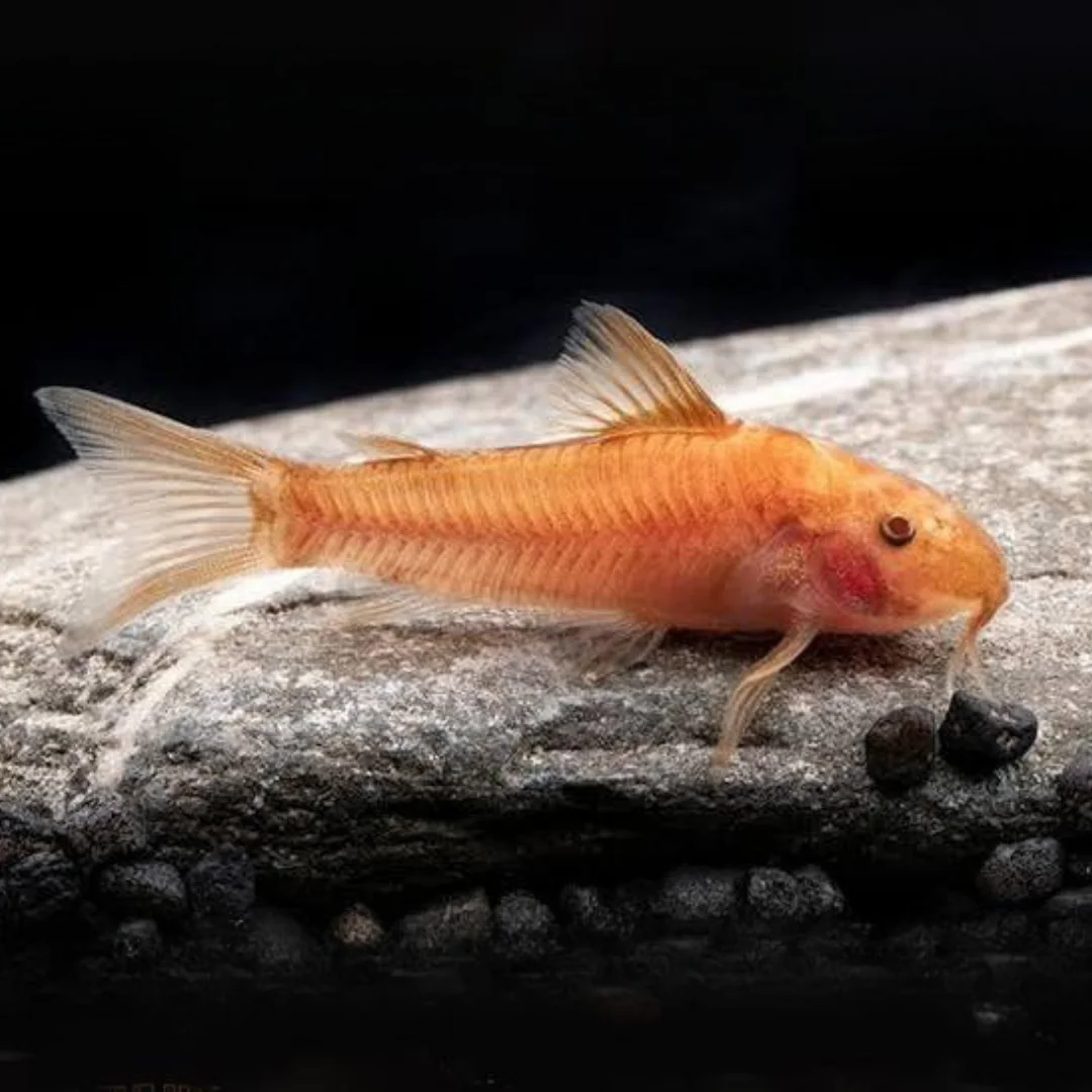 Corydoras Aspidoras c125 Red - 5 Adet