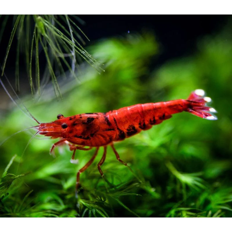 Taiwan Bee Red Extreme 1-1,2 cm