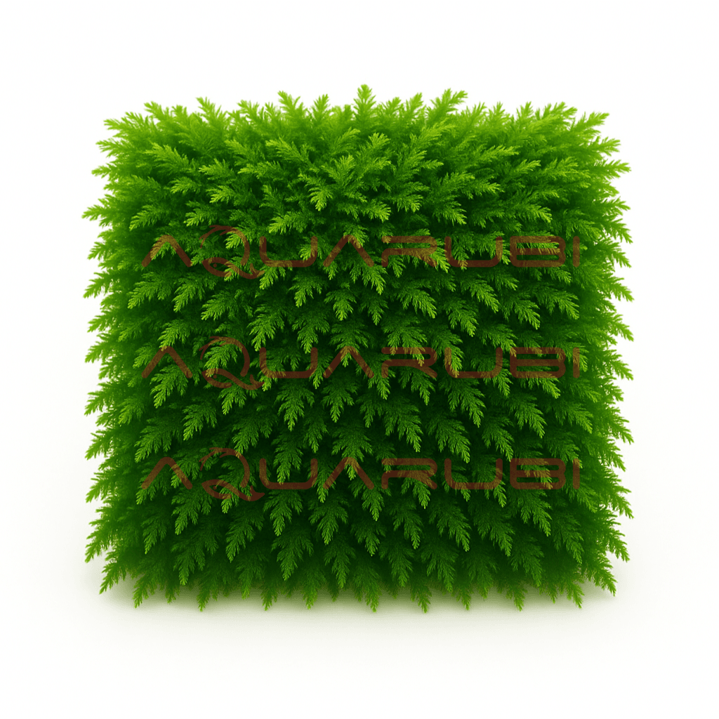 Callicostella Pancuraji Moss