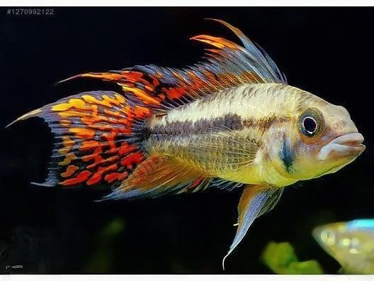 Apistogramma Kakadu Çift 4-5cm (1e 1d)
