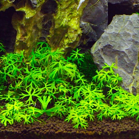 Ranunculus Inundatus