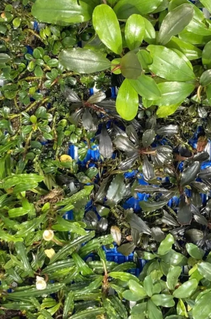 Bucephalandra Paketi (L)