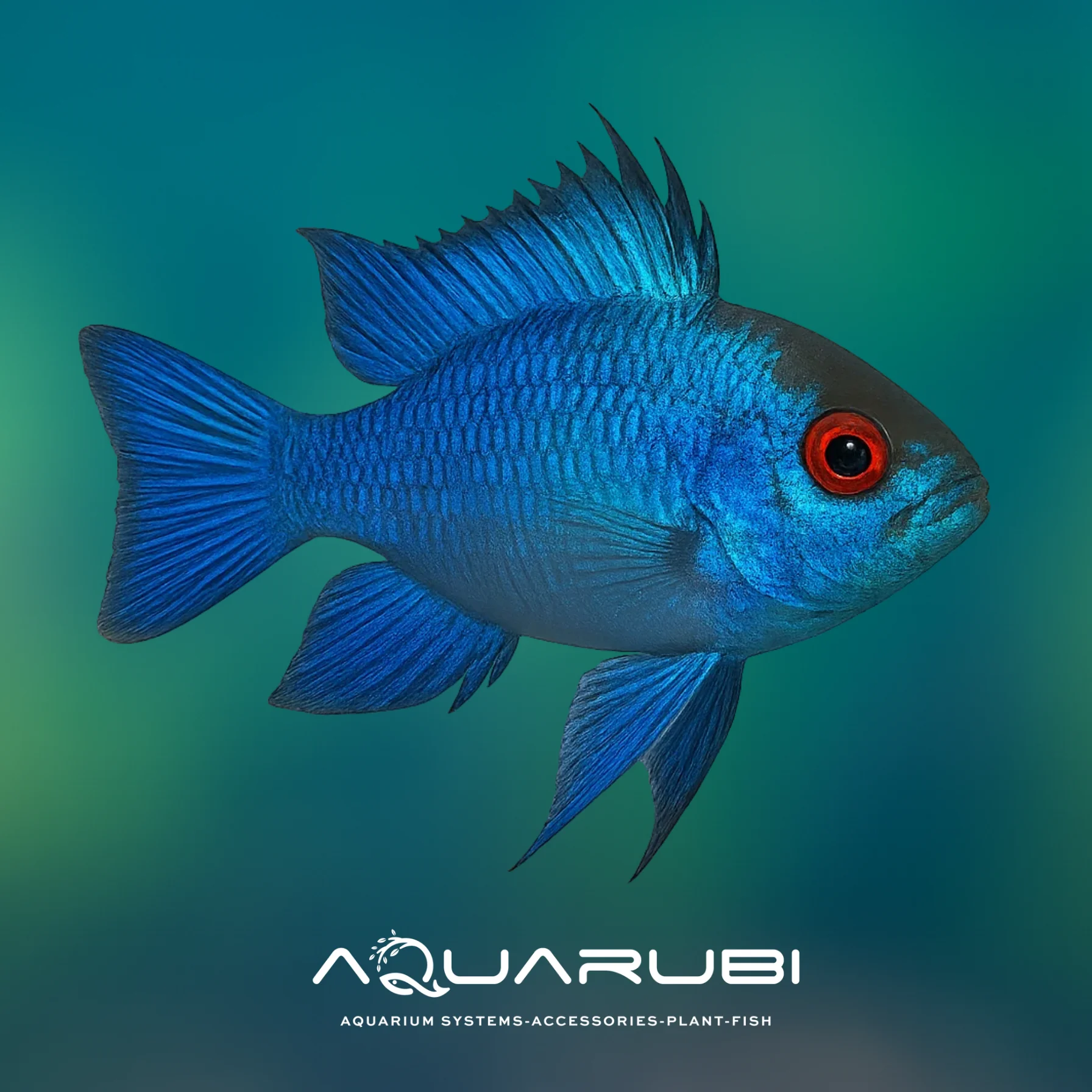 Electric Blue Ramirezi 3-3,5cm