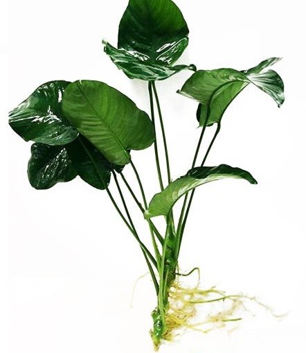 Anubias Barteri Broad Leaf -L-