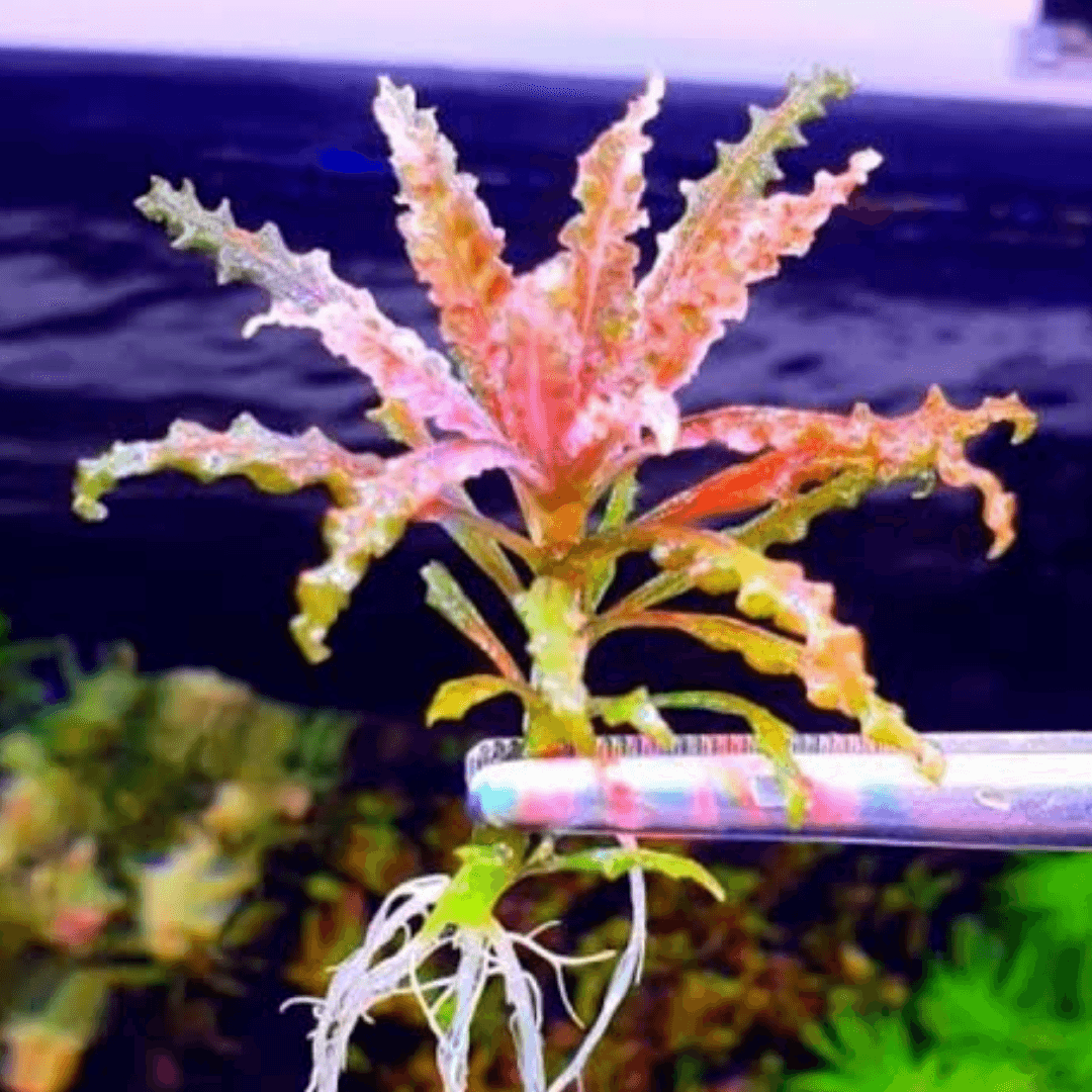 Pogostemon Helferi Red