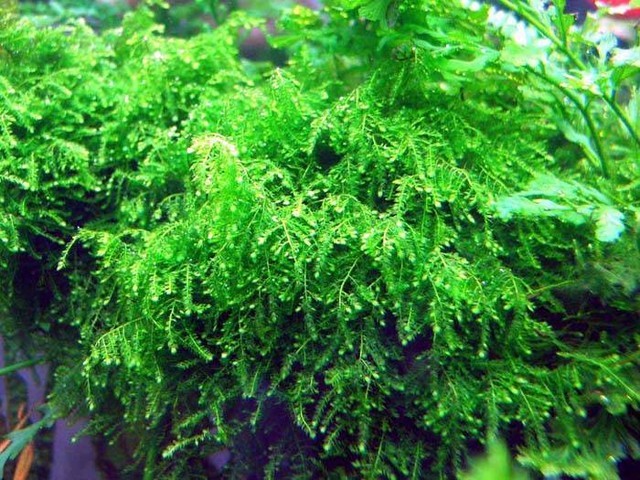 Weeping Moss (Vesicularia Ferriei)