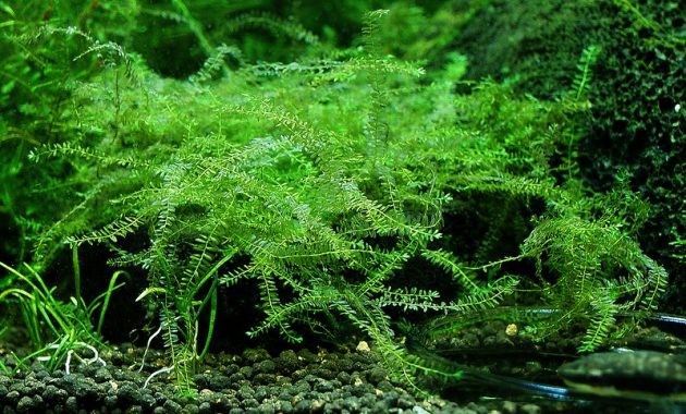 Queen Moss (Hydropogonella Gymnostoma)