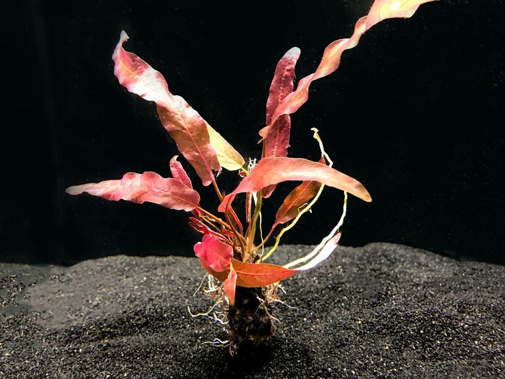 Barclaya Longifolia 'Red' Bulb