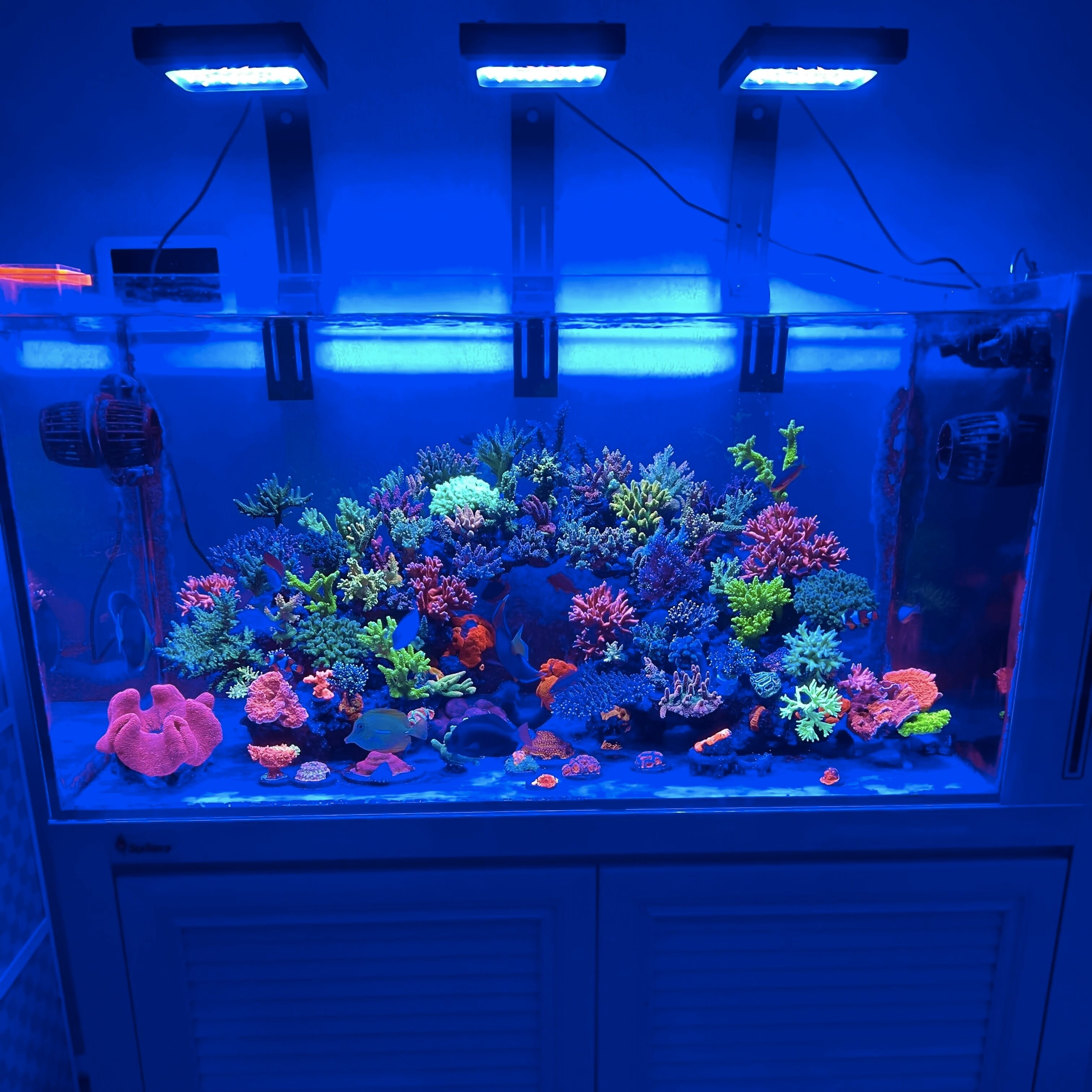 Chihiros Nova 1 Light Coral