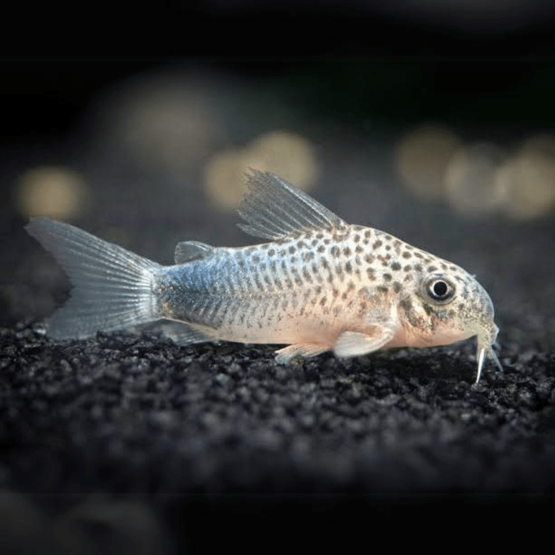 Corydoras Similis - 5 Adet