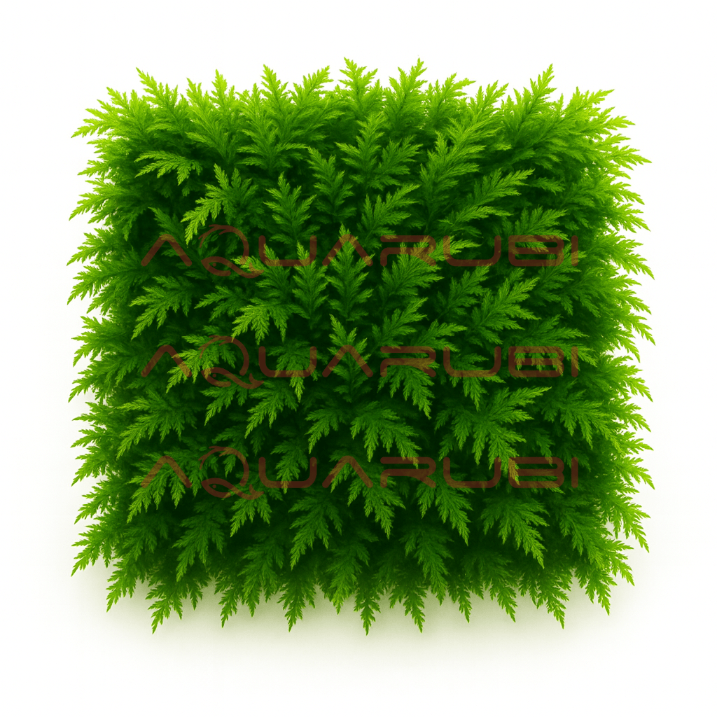 Fissidens Nobilis Moss