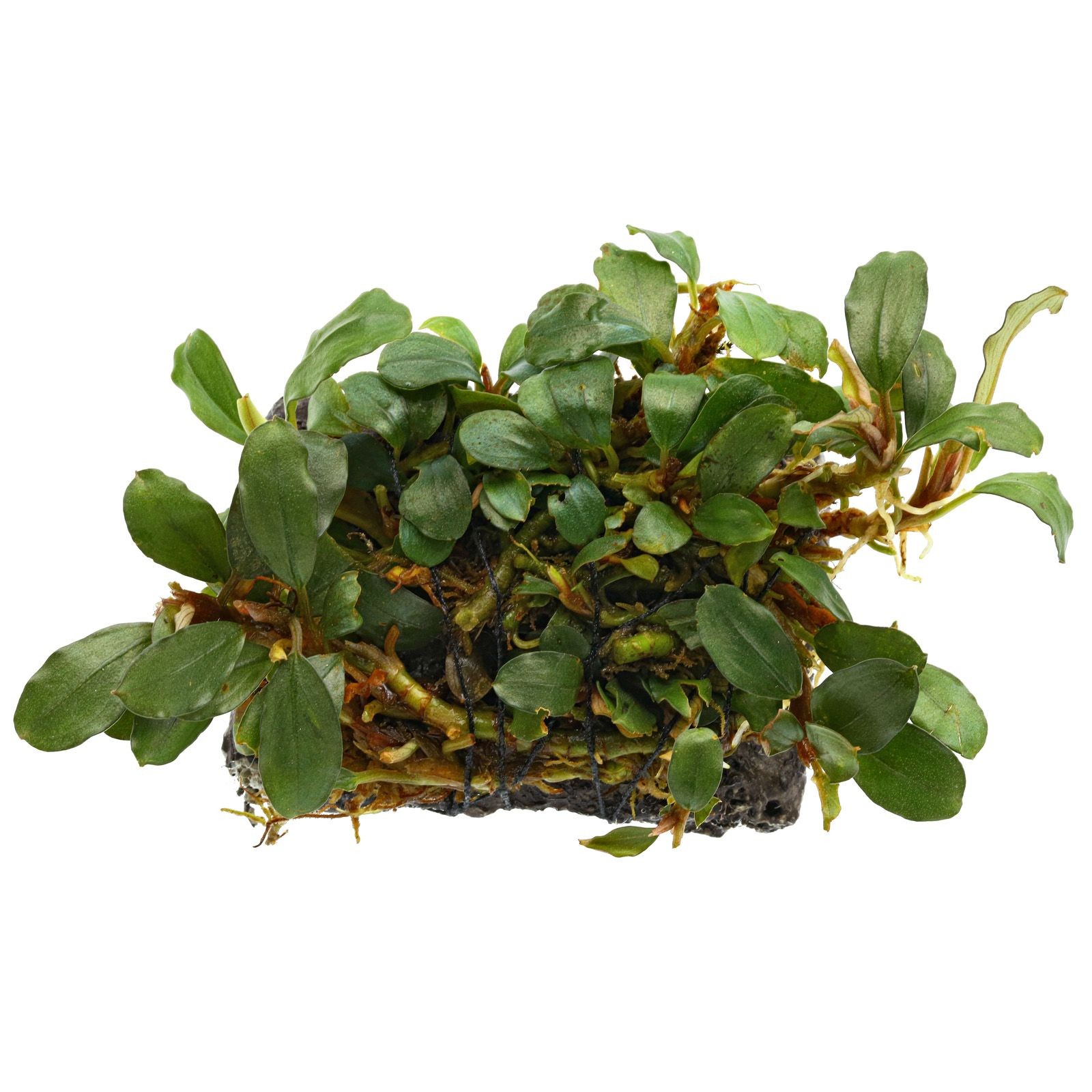 Bucephalandra on wood 15-20cm
