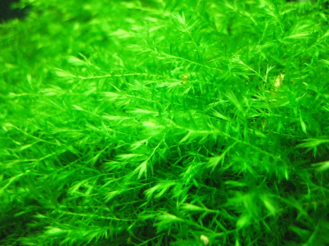 Fontinalis antipyretica 'Willow Moss'