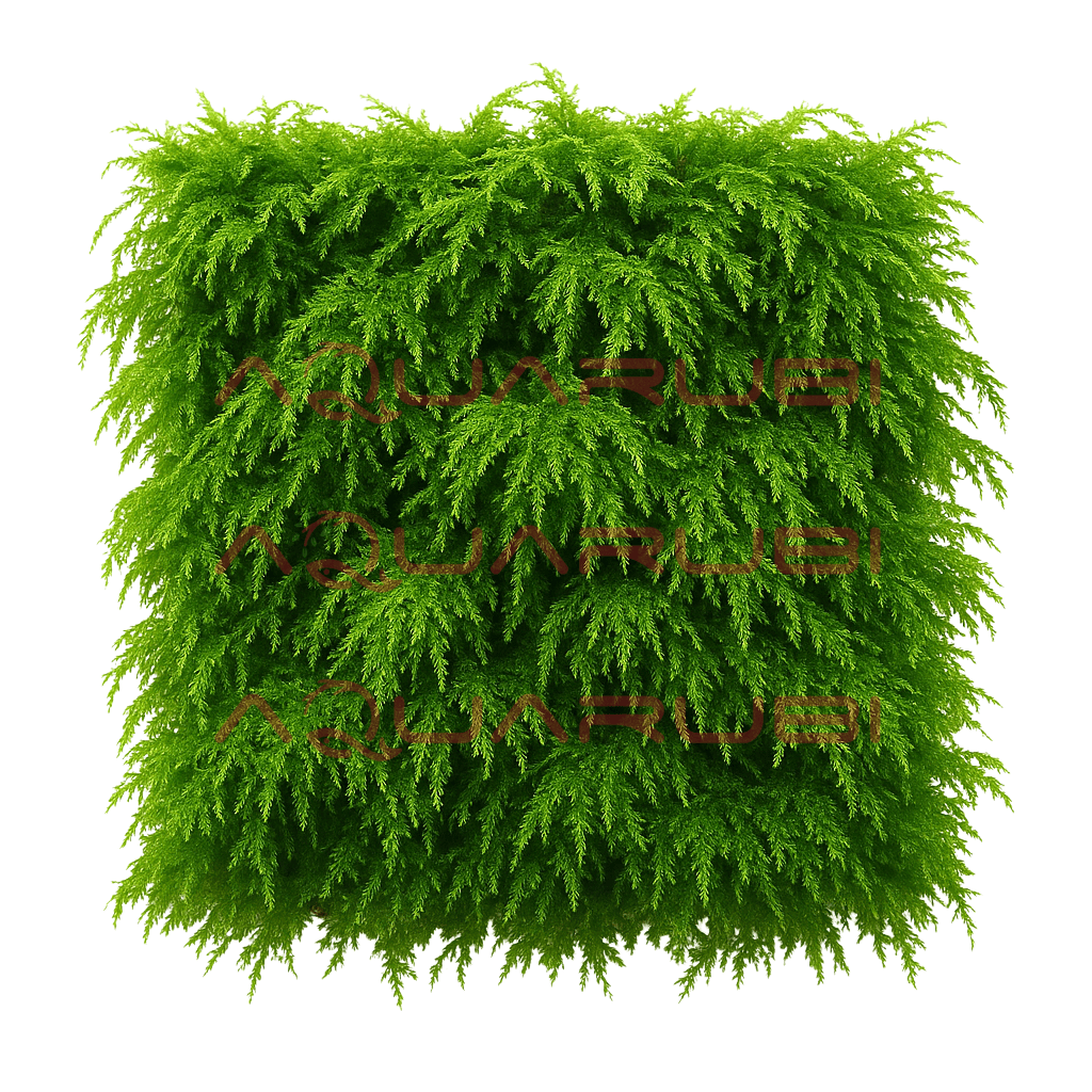 Vesicularia ferriei 'Weeping Moss' 10x10cm