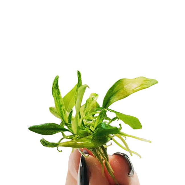 Anubias barteri var. glabra 'Dragon Claw' mini in Vitro