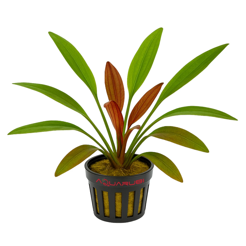 Echinodorus Horemanii Red