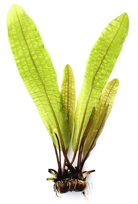 Aponogeton Boivinianus