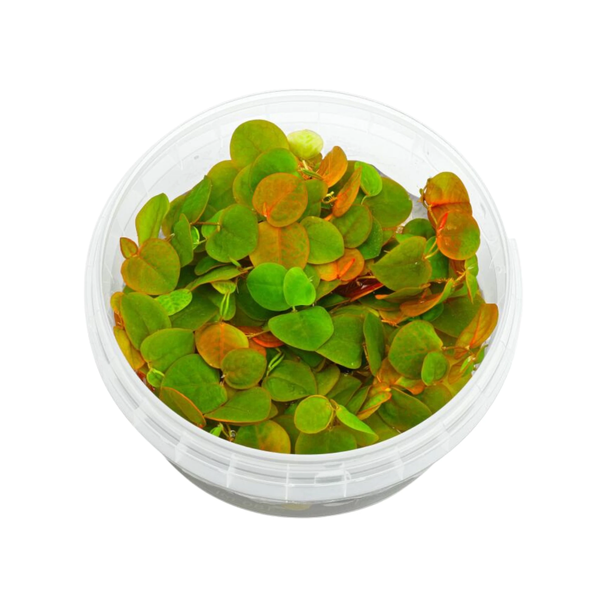 Phyllanthus Fluitans Red Root Floater Cup